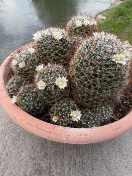Preview: Mammillaria große Gruppe2